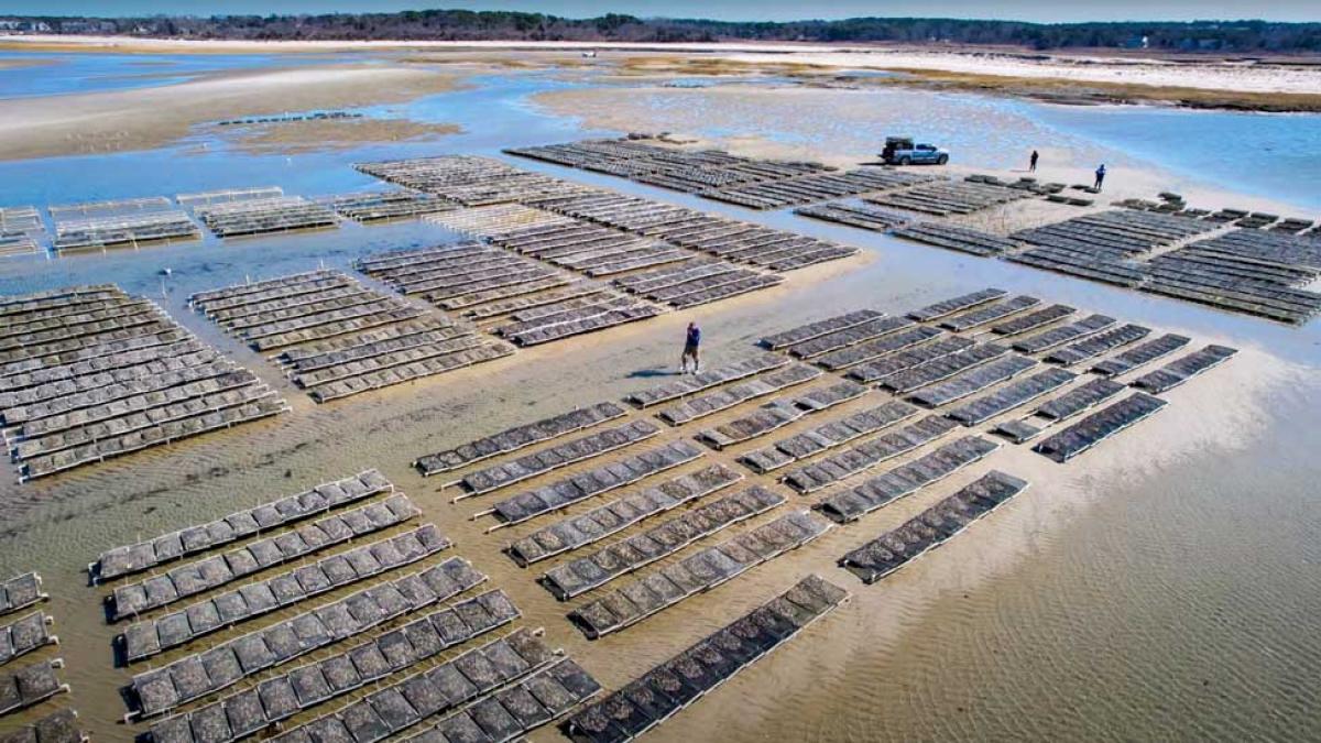 无人机在Cape Cod拍摄牡蛎床